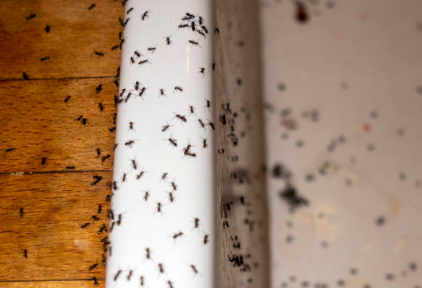 Trusted Huntsville, AR Pest Control Experts